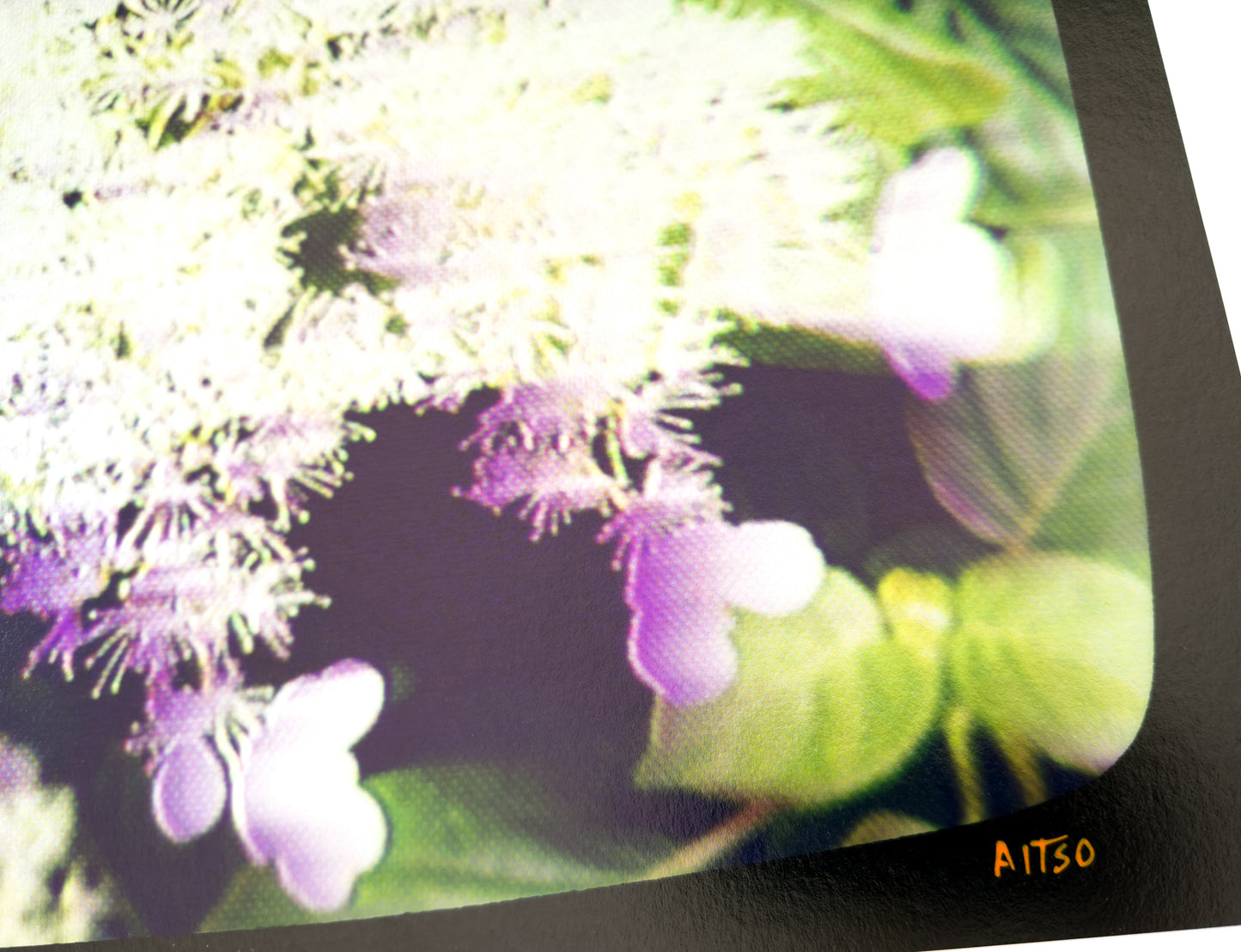 Flowers for Ikegami - FL25•G0520