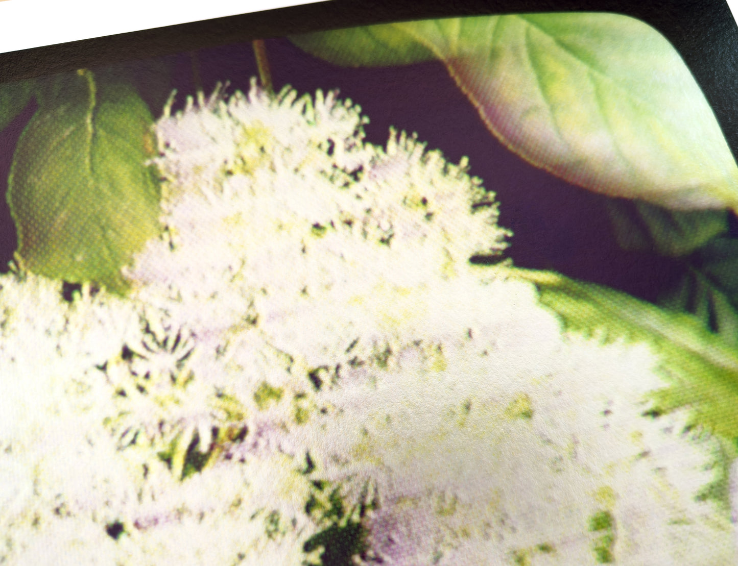 Flowers for Ikegami - FL25•G0520