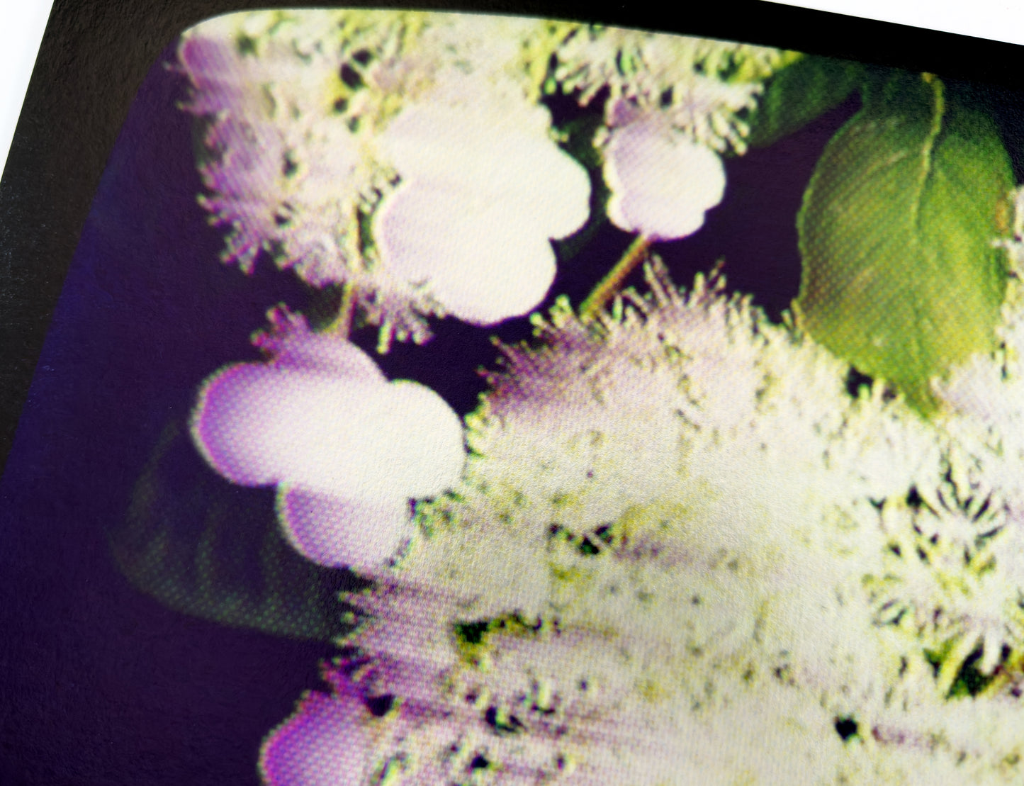 Flowers for Ikegami - FL25•G0520