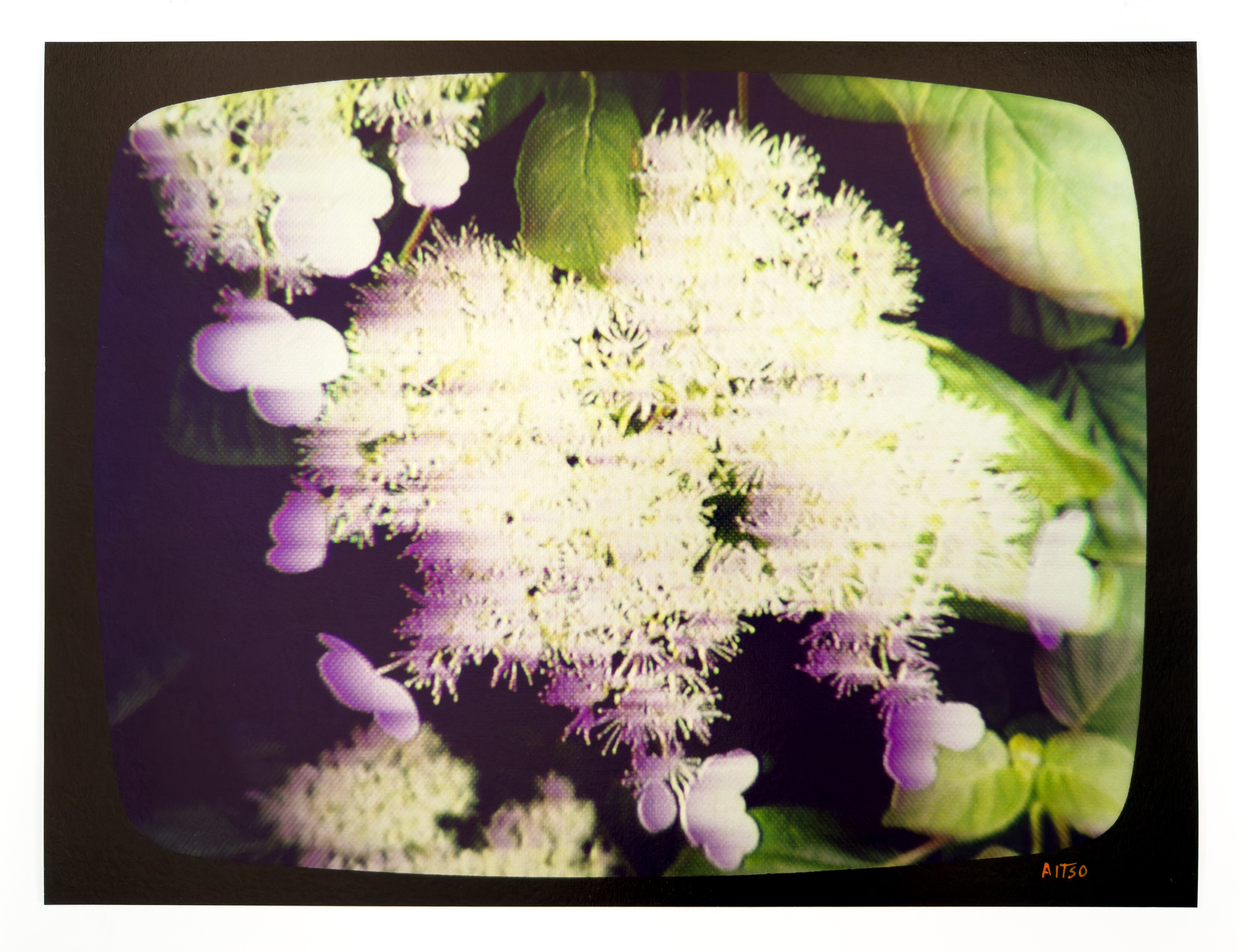 Flowers for Ikegami - FL25•G0520 – aitso