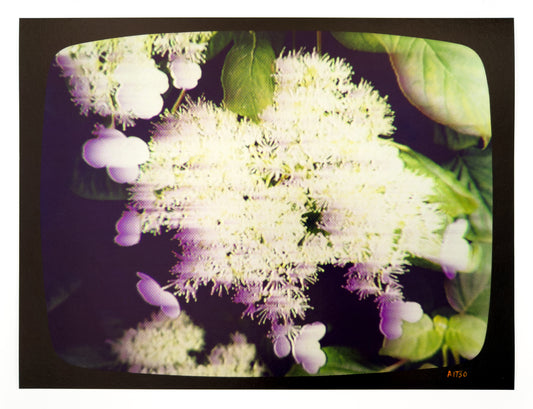 Flowers for Ikegami - FL25•G0520