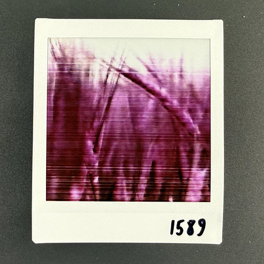 1589