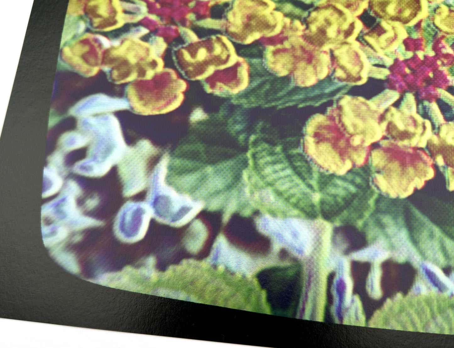 Flowers for Ikegami - FL21•G0423