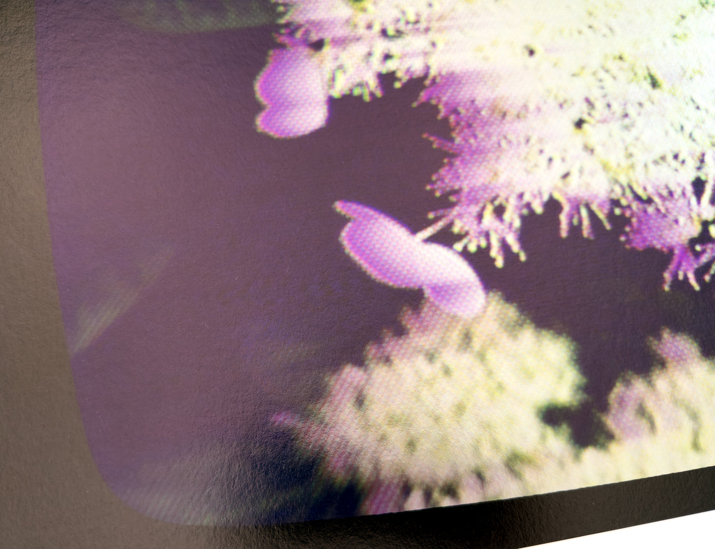Flowers for Ikegami - FL25•G0520